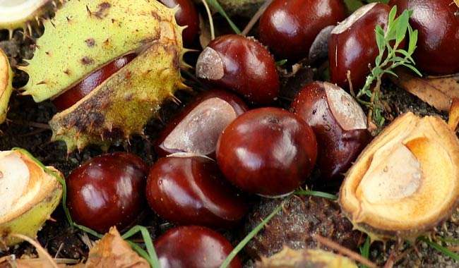 Castagne cibo prelibato da gustare anche a dicembre