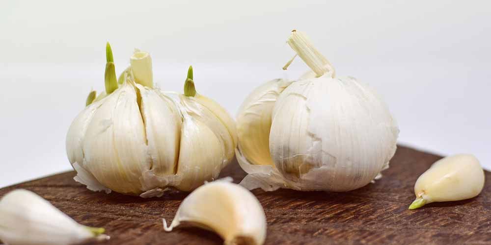 Aglio utilizzato anche come medicinale