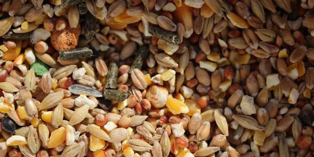 Dieta sana I cibi integrali aiutano