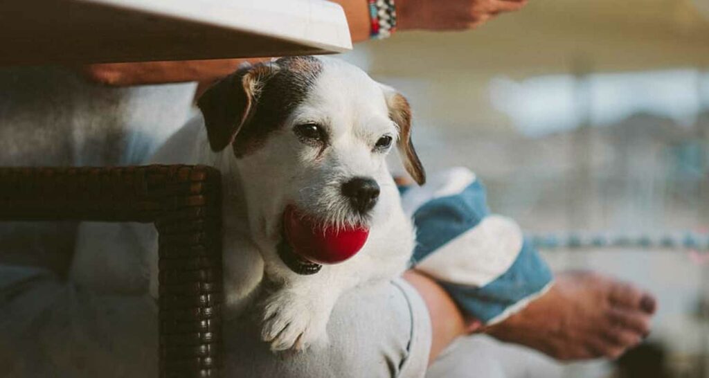 DogPhone da oggi puoi videochiamare il tuo cane