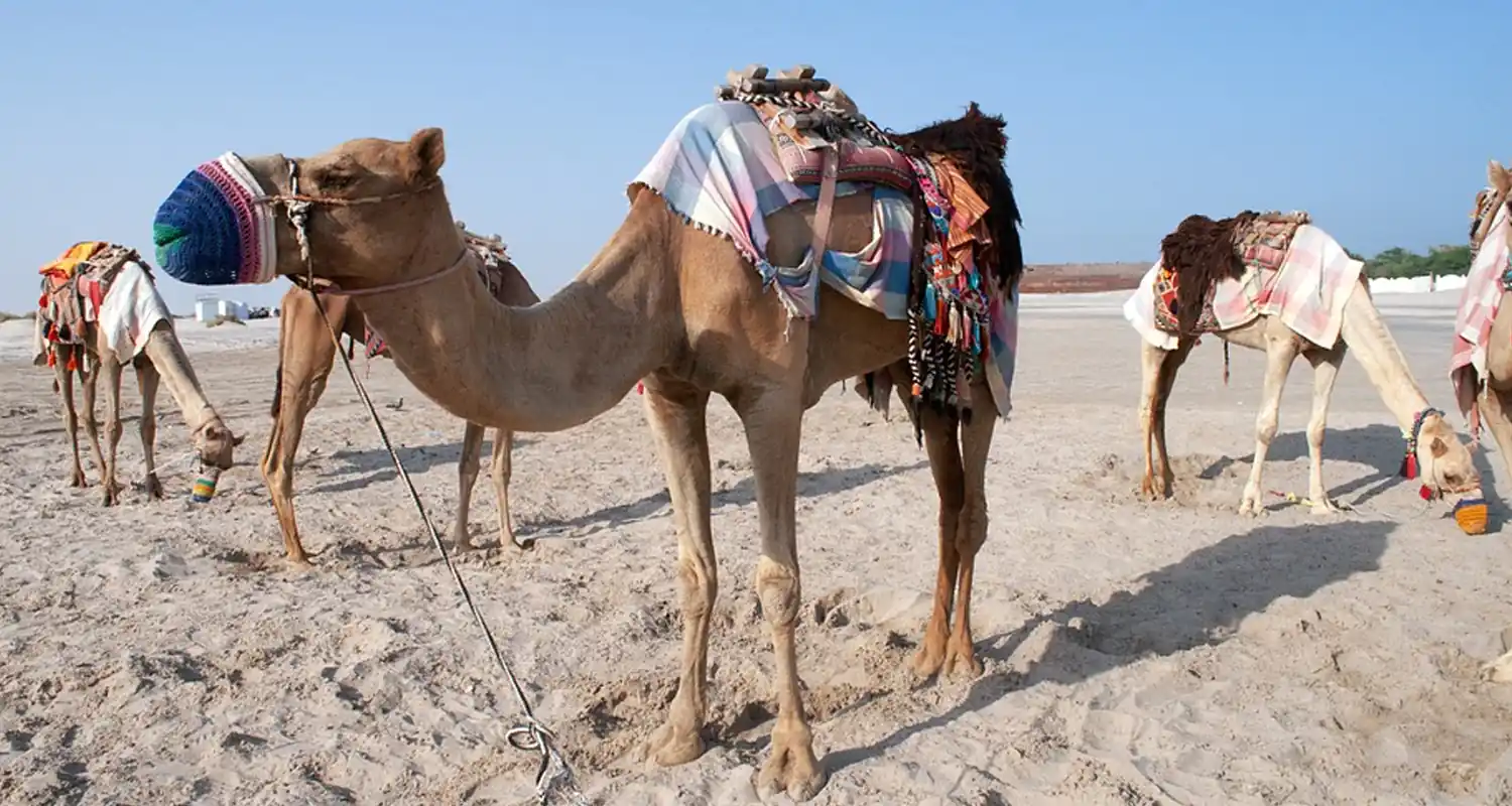 Il mondiale in Qatar potrebbe far scoppiare una nuova pandemia