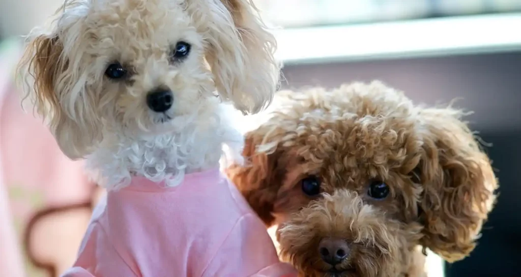Barboncino Toy prezzo e caratteristiche di questo cane