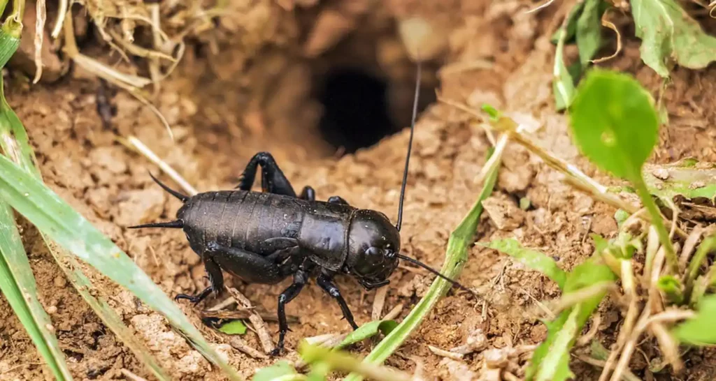 Attenzione Come capire se ce farina di insetti