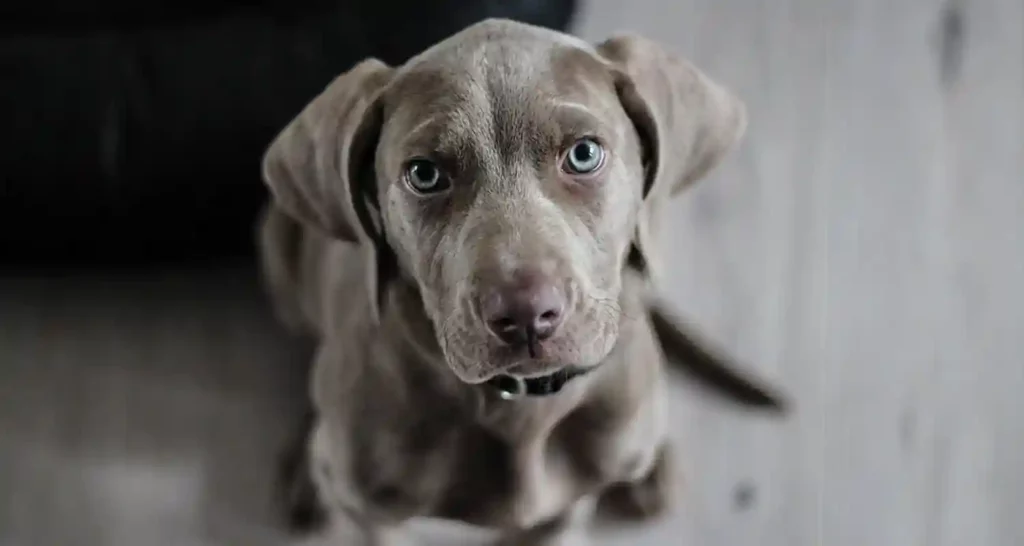 come capire se il tuo cane ha la febbre