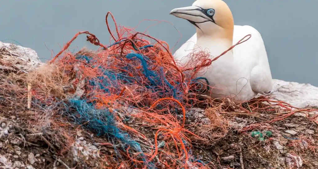 Perche sono pericolose le microplastiche