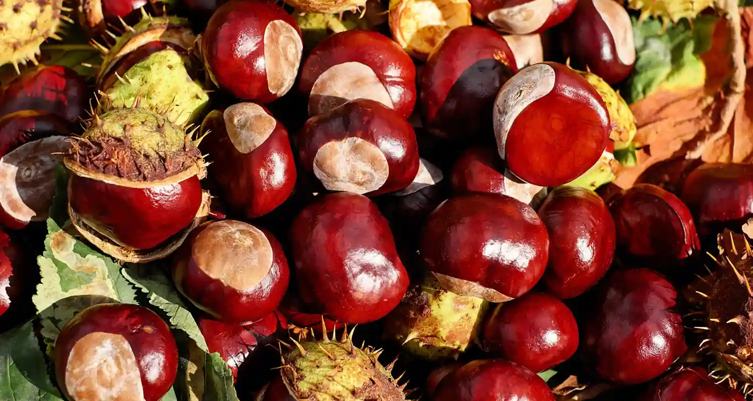 Cosa si intende per giorno delle castagne