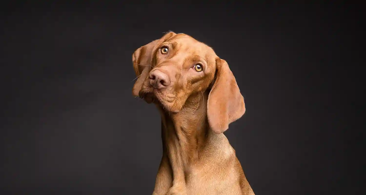 Coda fare se il cane ha le pulci Una Guida Completa