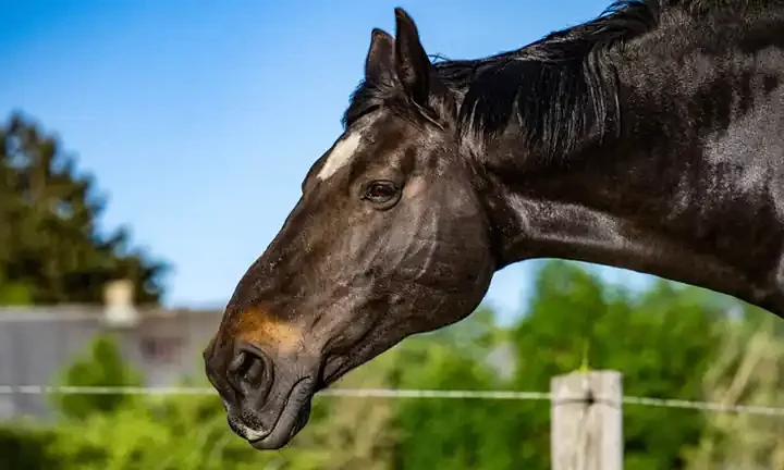 Il Futuro della Telemetria Animale Tecnologia al Servizio del Benessere degli Animali