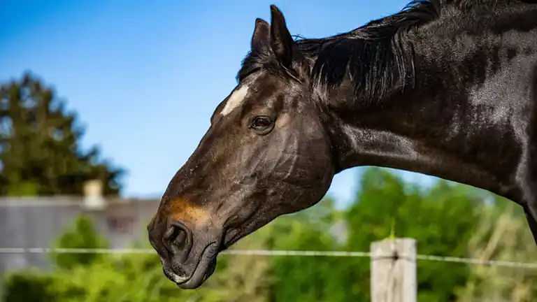 Il Futuro della Telemetria Animale Tecnologia al Servizio del Benessere degli Animali