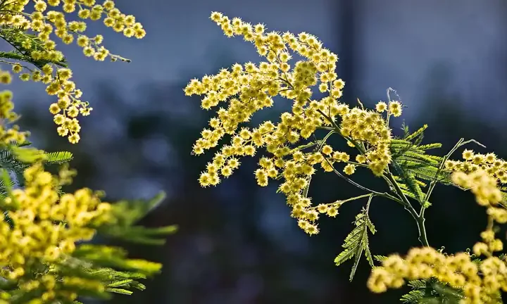 Le Piante Che Ricordano di Essere State Toccate La Memoria Vegetale