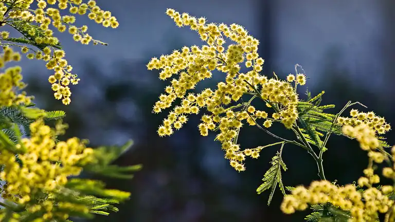 Le Piante Che Ricordano di Essere State Toccate La Memoria Vegetale